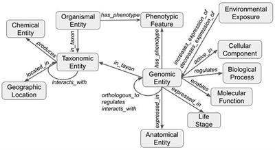Using knowledge graphs to infer gene expression in plants